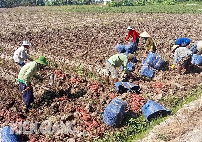 Khoảng 120 tấn khoai lang ở Giồng Riềng chờ giải cứu